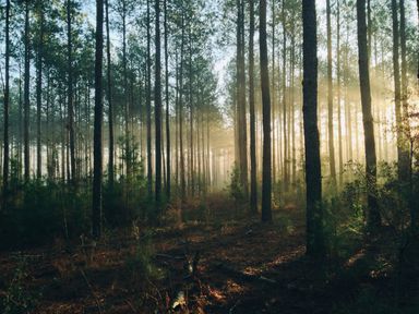 Sunshine through trees in forest