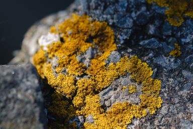 Moss on rock in sunlight