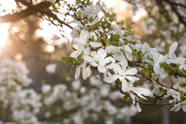 Tree with white blossoms